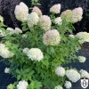 Hydrangea paniculata 'Limelight' - Aedhortensia 'Limelight' C2/2L Hydrangea paniculata 'Limelight' - Aedhortensia 'Limelight' C2/2L